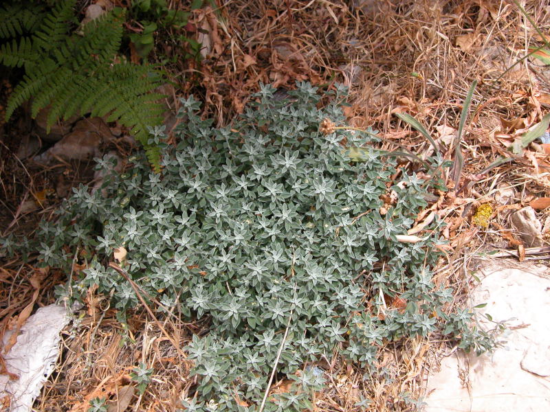 erbacea arbustiva in Supramonte 1 - Teucrium marum